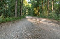 a dirt road surrounded by some tall trees with sun streaming through the leaves on each side