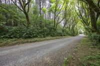 a dirt road in the forest with green vegetation around it and one way sign in english