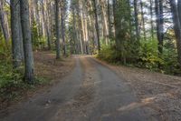 a dirt road leads through a forest with pine trees and lush green foliage at the edge