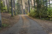 a dirt road leads through a forest with pine trees and lush green foliage at the edge