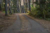 a dirt road leads through a forest with pine trees and lush green foliage at the edge