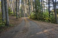 a dirt road leads through a forest with pine trees and lush green foliage at the edge