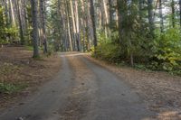 a dirt road leads through a forest with pine trees and lush green foliage at the edge