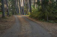 a dirt road leads through a forest with pine trees and lush green foliage at the edge