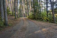 a dirt road leads through a forest with pine trees and lush green foliage at the edge