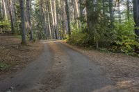 a dirt road leads through a forest with pine trees and lush green foliage at the edge