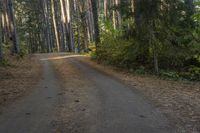 a dirt road leads through a forest with pine trees and lush green foliage at the edge