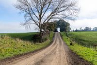 dirt road next to green fields, with trees and grassy fields on either side of the road