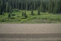 an empty dirt road with a lot of trees in the background in the distance, a brown dirt field in front of the road