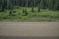 an empty dirt road with a lot of trees in the background in the distance, a brown dirt field in front of the road