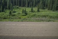 an empty dirt road with a lot of trees in the background in the distance, a brown dirt field in front of the road