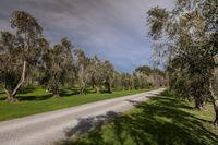 a dirt road through a green field with a line of trees lining both sides of the road