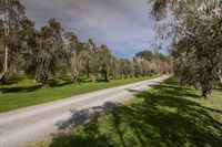 a dirt road through a green field with a line of trees lining both sides of the road