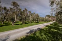 a dirt road through a green field with a line of trees lining both sides of the road