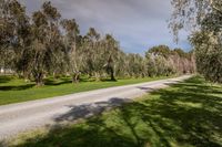 a dirt road through a green field with a line of trees lining both sides of the road