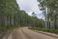 a dirt road leading up the side of a forest filled with tall aspen trees in summer
