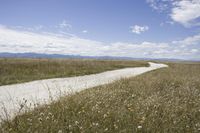 Dirt Road in the Low Country: Exploring the Grassy Landscape