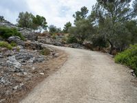 a gravel path that is surrounded by some rocks and trees with bushes on either side