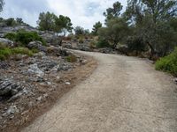 a gravel path that is surrounded by some rocks and trees with bushes on either side