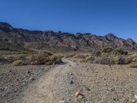 dirt road in an open area, with mountain in background and plants on foreground