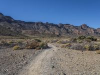 dirt road in an open area, with mountain in background and plants on foreground