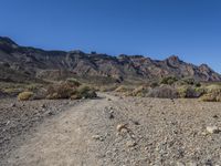 dirt road in an open area, with mountain in background and plants on foreground