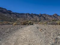 dirt road in an open area, with mountain in background and plants on foreground