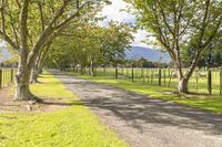 a dirt road going through a park with two trees next to a fence and grass on both sides