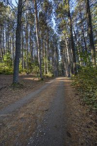 an image of dirt road running through the woods with pine trees in the background at dawn