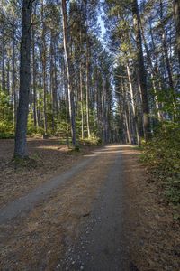 an image of dirt road running through the woods with pine trees in the background at dawn