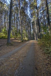 an image of dirt road running through the woods with pine trees in the background at dawn