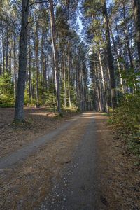 an image of dirt road running through the woods with pine trees in the background at dawn