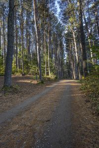 an image of dirt road running through the woods with pine trees in the background at dawn