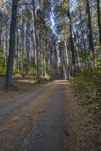 an image of dirt road running through the woods with pine trees in the background at dawn