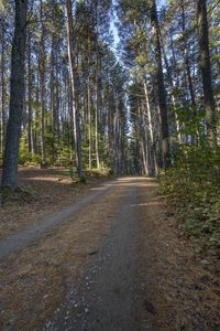 an image of dirt road running through the woods with pine trees in the background at dawn