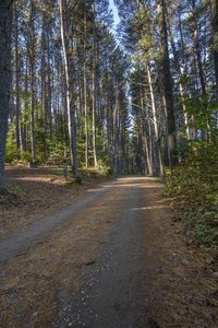 an image of dirt road running through the woods with pine trees in the background at dawn