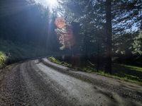 Rural Landscape: A Dirt Road