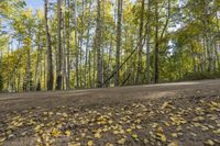 the dirt road runs between the trees and on the ground there is some yellow leaves on the ground