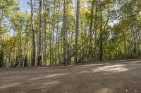 the dirt road runs between the trees and on the ground there is some yellow leaves on the ground