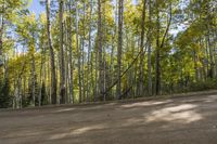 the dirt road runs between the trees and on the ground there is some yellow leaves on the ground