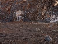 a zebra walking through an arid area in the wild, with rocks and rocks on one side