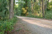 a dirt road surrounded by some tall trees with sun streaming through the leaves on each side