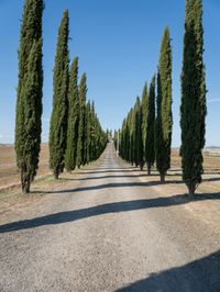 a long row of trees by the road by a dirt path in tuscan countryside