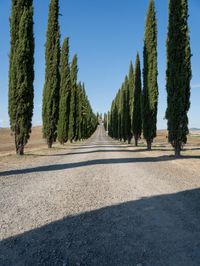 a long row of trees by the road by a dirt path in tuscan countryside