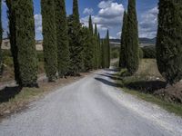 the road is lined with tall trees and graveled lanes on either side of it