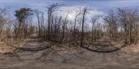 the image shows a dirt road in a wooded area with no leaves and lots of bare trees