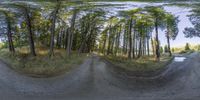 a dirt road is surrounded by trees in the woods, near a dirt track and a few cars parked