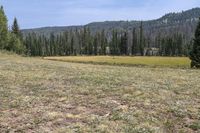 a dog is in the grassy field near pine trees on the mountain side with mountains in the background