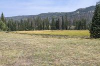 a dog is in the grassy field near pine trees on the mountain side with mountains in the background