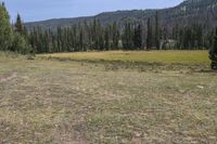 a dog is in the grassy field near pine trees on the mountain side with mountains in the background